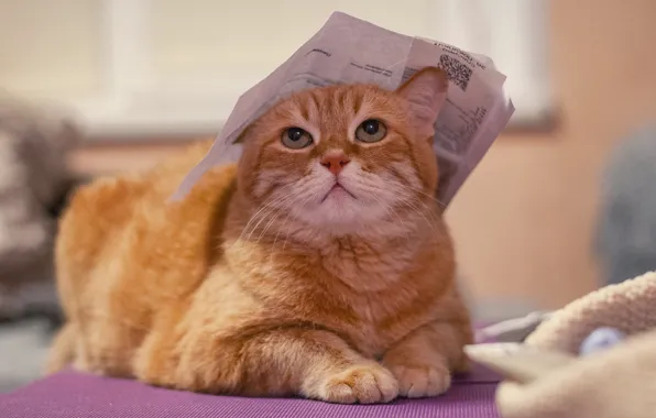 Кошка, кот, взгляд, морда, поза, бумага, фон, комната