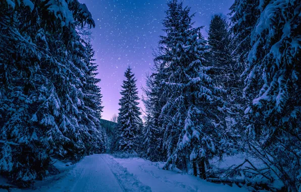 Картинка зима, снег, деревья, ночь