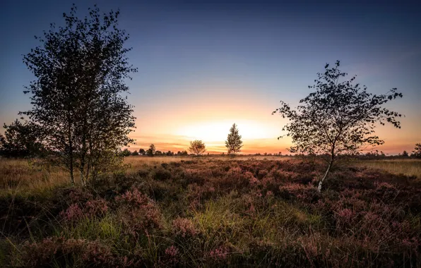 Картинка поле, деревья, утро