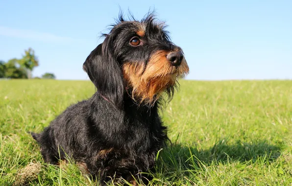 Summer, dog, background, hair, wire, dachshund, wirehaired