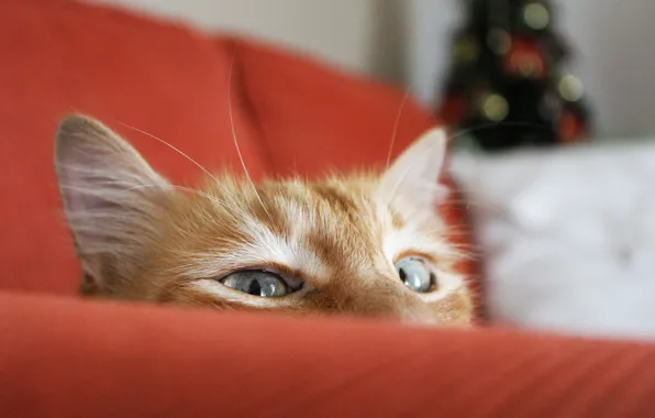 Кошка, кот, диван, фокус, рыжий, ёлка, выглядывает