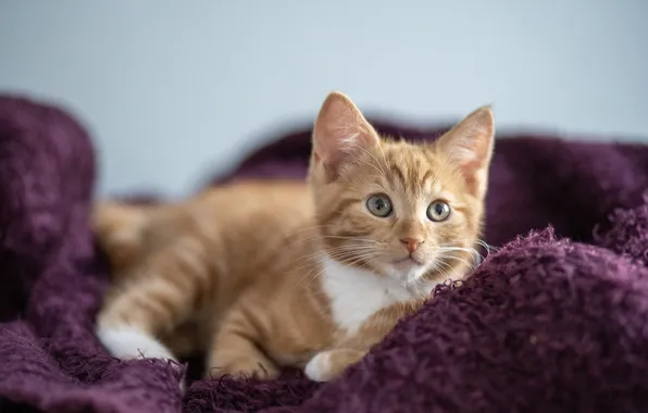 Кошка, взгляд, поза, котенок, рыжий, лежит, плед, мордашка
