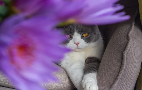 Кошка, кот, взгляд, цветы, диван, лапки, букет, лежит