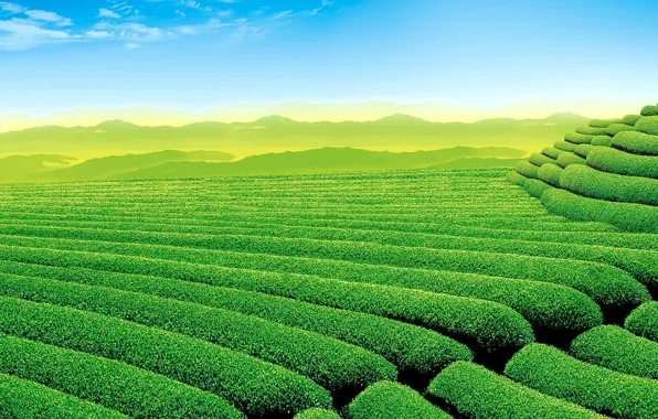 Картинка небо, горы, чай, плантация