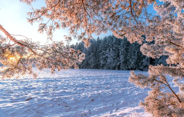 Картинка зима, лес, снег, пейзаж, ветки, природа