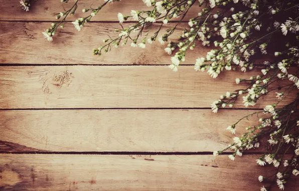 Картинка цветы, весна, white, белые, wood, blossom, flowers, spring