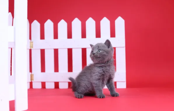 Забор, малыш, котёнок, красный фон, британский