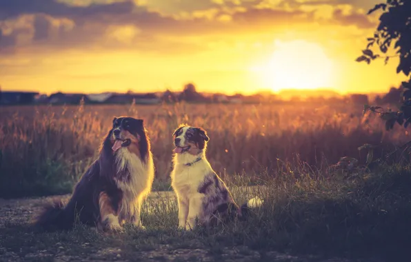 Field, sunset, sundown, dogs, australian shepherd, soulmates