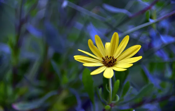 Зелень, цветы, лепестки