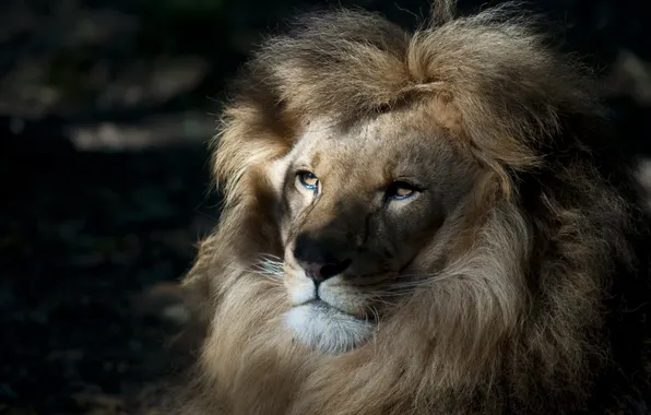 Картинка природа, лев, царь