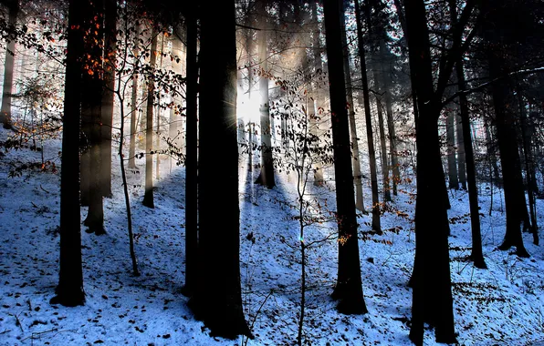 Картинка лес, лучи, свет, снег, природа, листва, дервья