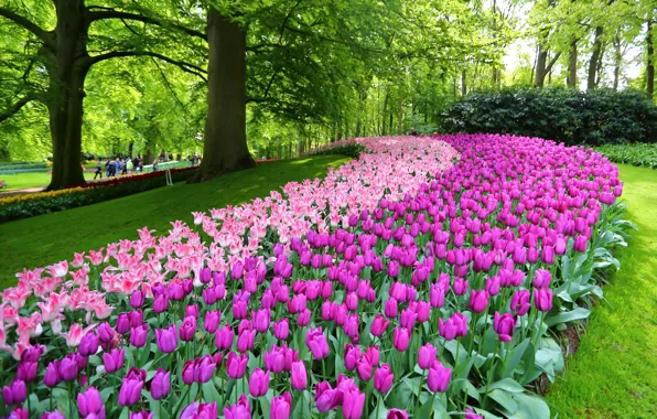 Цветы, парк, тюльпаны, Нидерланды, Netherlands, Кёкенхоф, Lisse, Лиссе