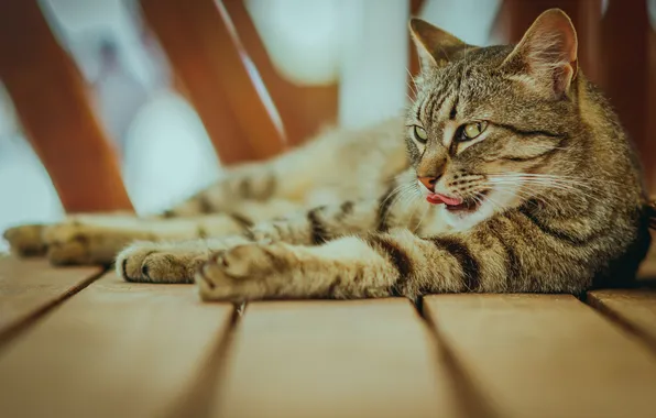 Язык, кошка, кот, взгляд, поза, серый, доски, лапы