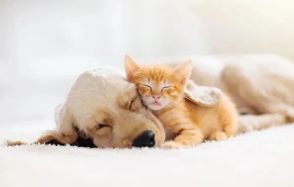 Кошка, взгляд, поза, котенок, вместе, сон, собака, рыжий