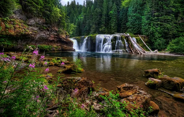 Лес, цветы, камни, водопад, Washington, штат Вашингтон, Lower Lewis River Falls, река Льюис