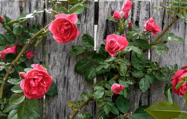 Картинка цветы, доски, забор, розы, красные, бутоны, плетистая роза