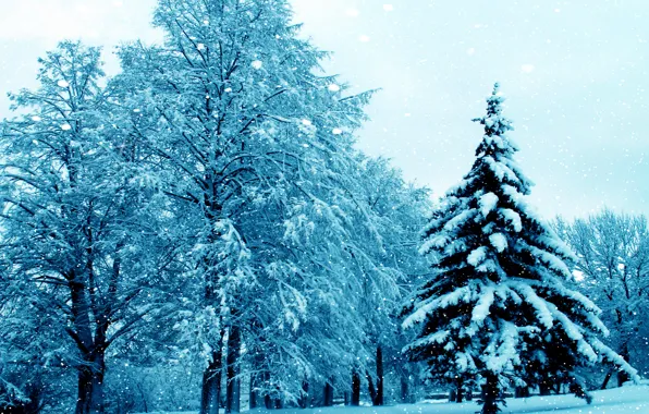 Картинка зима, снег, деревья, природа, елка, nature, winter, snow