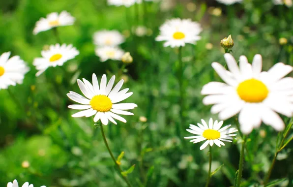 Картинка зелень, поле, цветы, ромашки