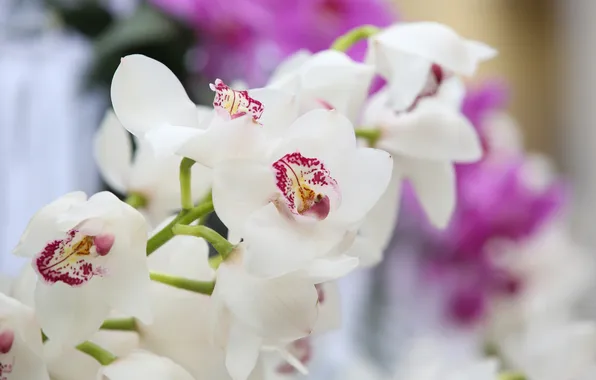 Картинка цветы, орхидеи, цветение, flowers, orchids, flowering