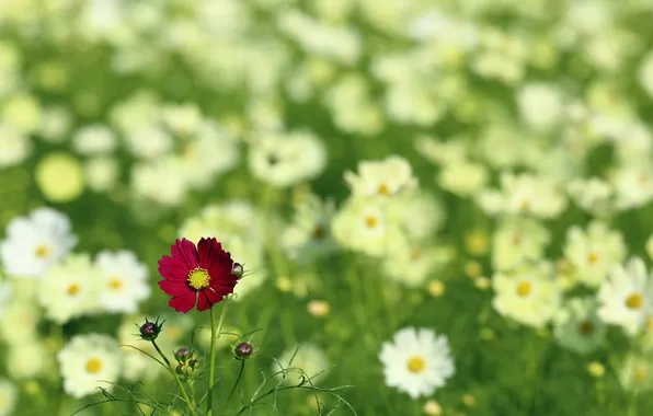 Картинка поле, лето, цветы