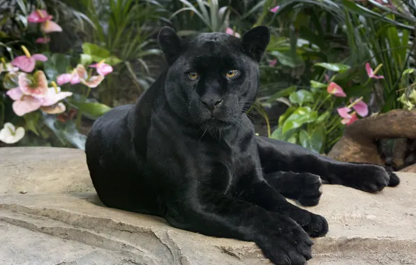 Картинка взгляд, ягуар, дикая кошка, красавец, чёрная пантера