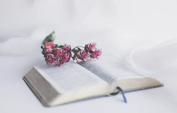 Flower, Christian, God, Book, Bible, Jesus, Holy Bible, Sixteen Miles Out