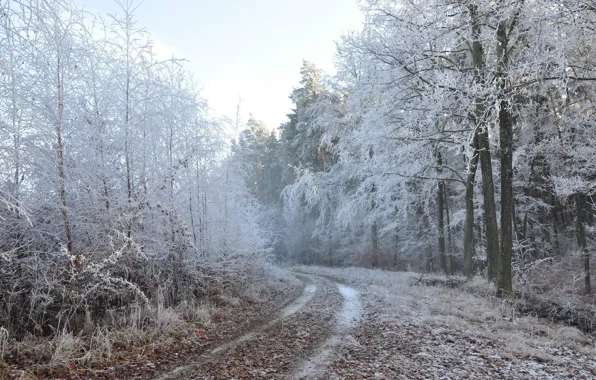 Картинка зима, дорога, лес, природа