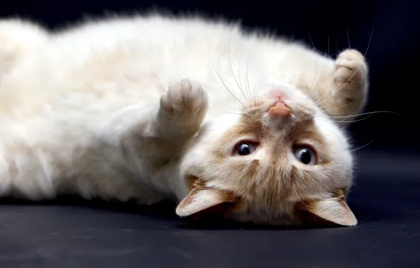Кошка, кот, взгляд, синий, поза, фон, рыжий, лежит