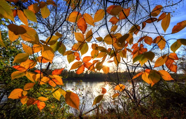 Картинка осень, небо, листья, река, дерево