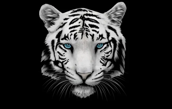 Картинка белый, усы, морда, тигр, голова, tiger