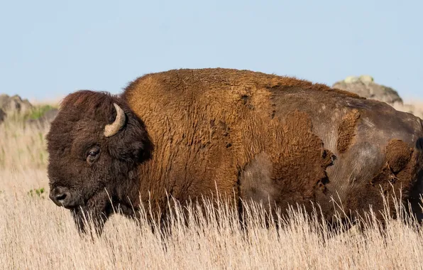 Картинка Oklahoma, Buffalo, American Bison