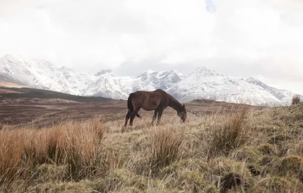 Grass, winter, mountains, snow, fog, horse, top, wildlife