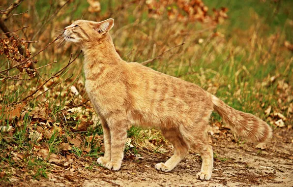 Кошка, природа, рыжая, нюхает, веточки