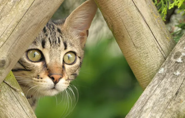 Кошка, кот, взгляд, котенок, серый, доски, забор, портрет