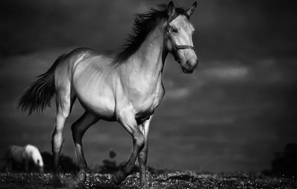 Картинка ночь, конь, лошадь