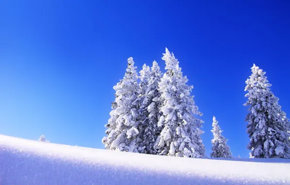 Картинка зима, небо, снег, деревья, пейзаж, елка, ель, утро