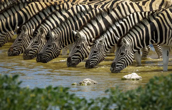 Картинка природа, водопой, зебры