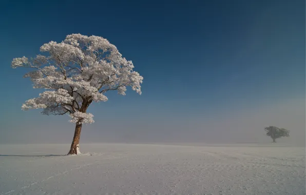 Картинка иней, небо, снег, деревья, голубое, Зима