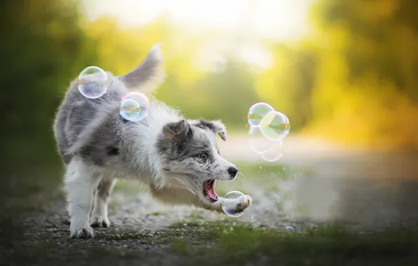 Картинка игра, собака, мыльные пузыри, Alice, Австралийская овчарка, Аусси