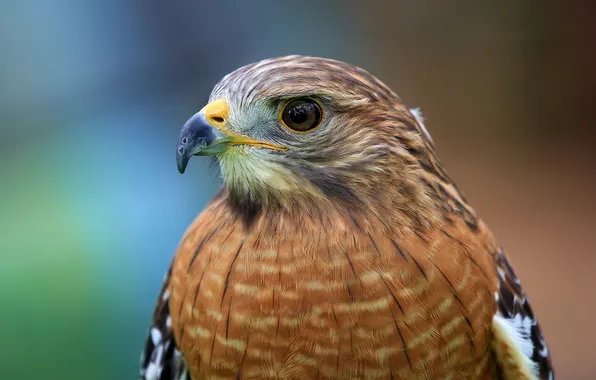Картинка птица, голова, ястреб, Red-shouldered Hawk