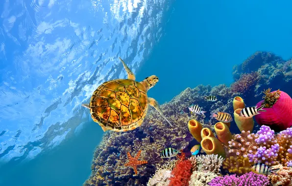 Рыбы, черепаха, underwater, подводный, fishes, рифы, Красное море, reef