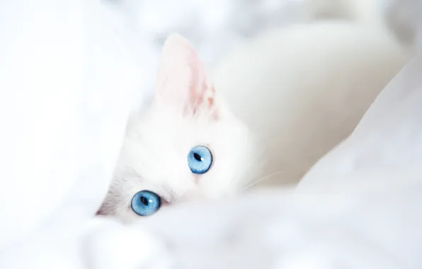 Картинка белый, кот, взгляд, одеяло, голубые глаза