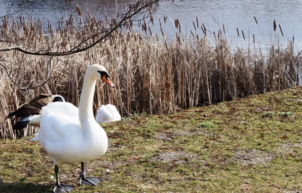 White, swan, bird