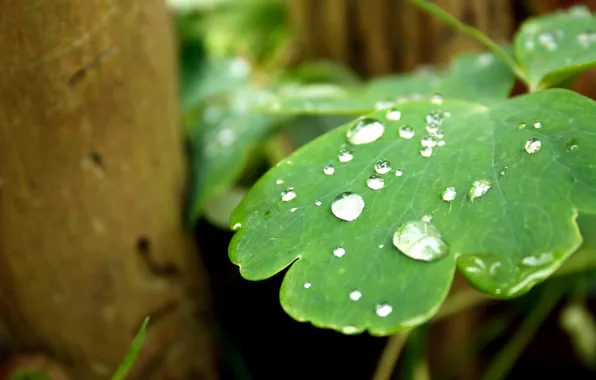 Зелень, капли, лист, дождь