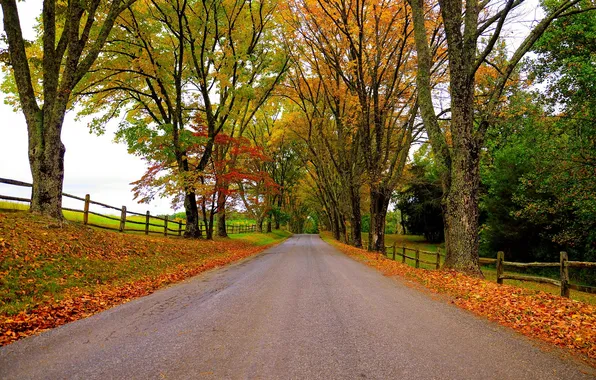 Дорога, осень, лес, листья, деревья, природа, парк, colors