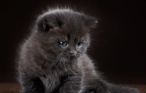 Картинка котенок, серый, малыш, grey, wallpapers, cats