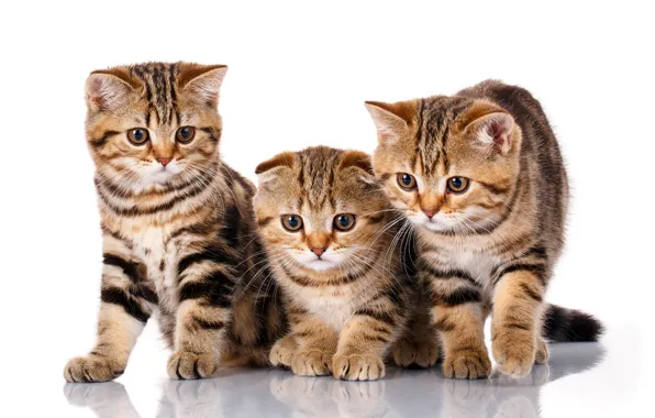 Картинка котята, трио, порода, шотландский вислоухий