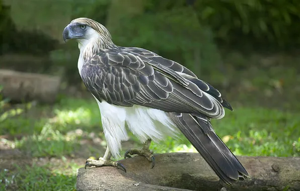 Картинка predator, philippine-eagle, monkey-eating eagle, .bird