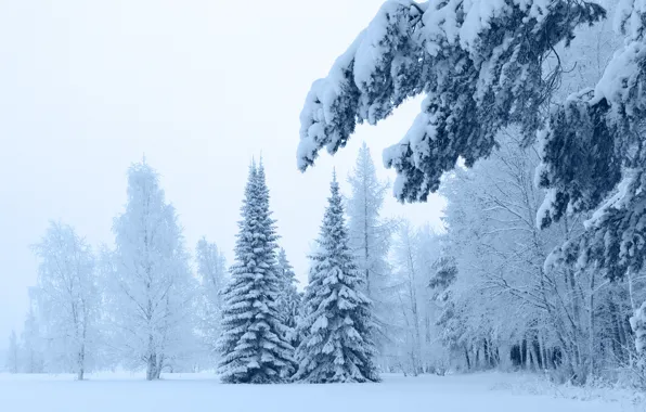 Forest, winter, fir-tree, new|year
