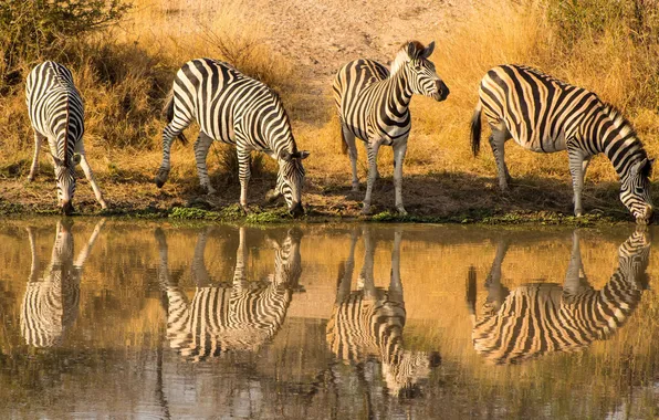 Картинка water, animal, South Africa, wildlife